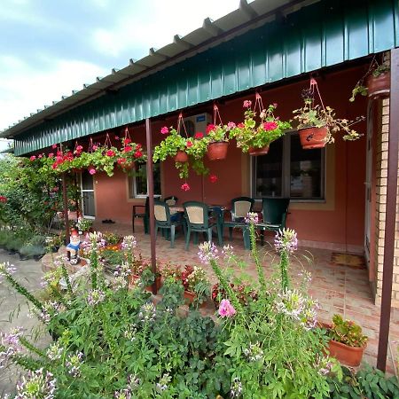 Sud ,,Antal I Olga,, Bed and Breakfast Skorenovac Εξωτερικό φωτογραφία